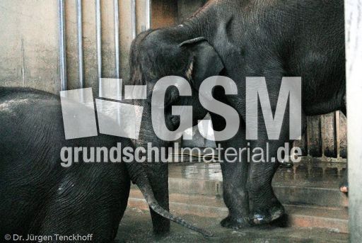 Asiatischer Elefant (20 von 21).jpg